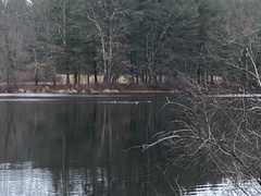 Lophodytes cucullatus