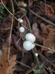 Marasmiellus candidus