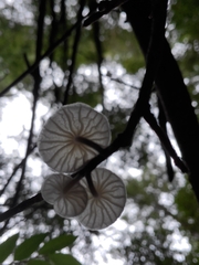 Marasmiellus candidus