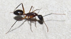 Camponotus etiolipes