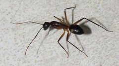 Camponotus etiolipes