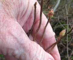 Rhododendron periclymenoides