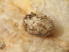 Passer domesticus domesticus