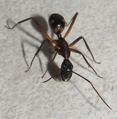 Camponotus etiolipes