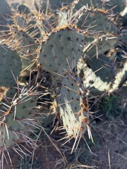 Opuntia macrocentra