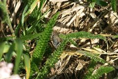 Pseudophilotes baton