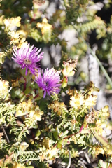 Lampranthus falciformis