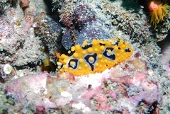 Phyllidia ocellata