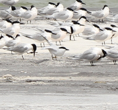 Gelochelidon nilotica