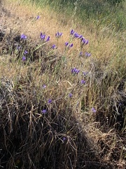 Triteleia laxa