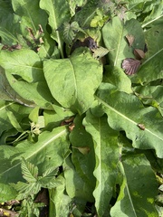 Symphytum officinale