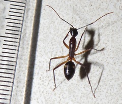Camponotus etiolipes