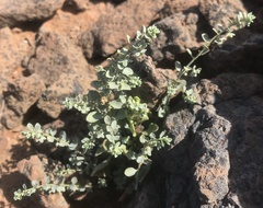 Andrachne telephioides