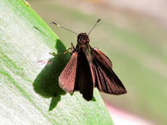 Eprius veleda veleda