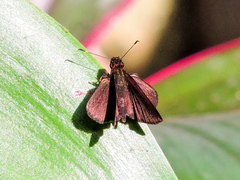 Eprius veleda veleda