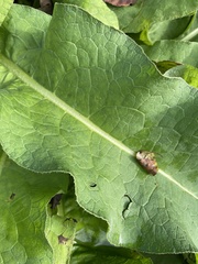 Symphytum officinale