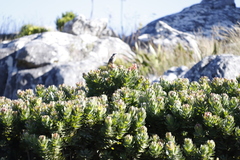 Mimetes fimbriifolius