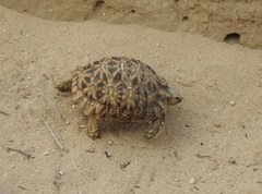 Psammobates oculifer