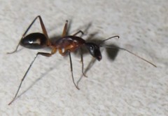Camponotus etiolipes