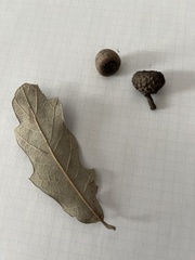 Quercus sinuata
