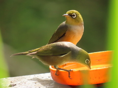 Zosterops lateralis lateralis