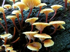 Xeromphalina campanella