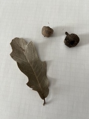 Quercus sinuata