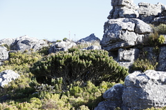 Mimetes fimbriifolius