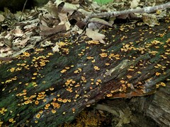 Xeromphalina campanella