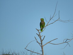 Amazona vinacea