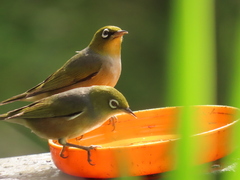 Zosterops lateralis lateralis