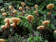 Xeromphalina campanella