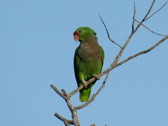 Amazona vinacea