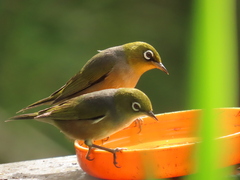 Zosterops lateralis lateralis