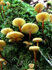 Xeromphalina campanella