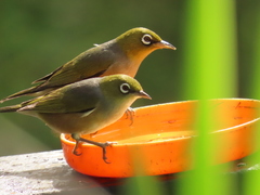 Zosterops lateralis lateralis