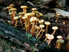 Xeromphalina campanella