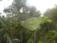 Pieris