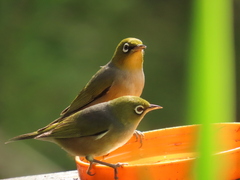 Zosterops lateralis lateralis