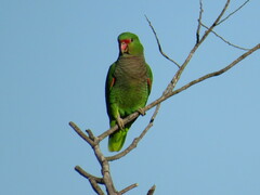 Amazona vinacea