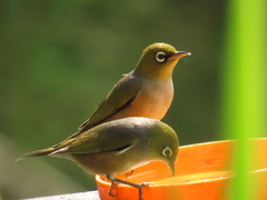 Zosterops lateralis lateralis