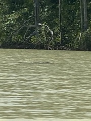 Crocodylus acutus