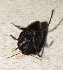 Macroscytus