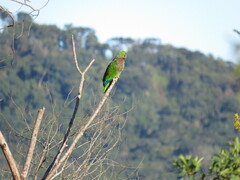 Amazona vinacea
