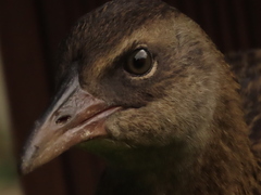 Gallirallus australis australis