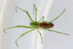 Tetragnatha viridis