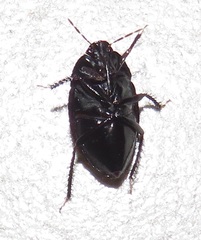 Macroscytus