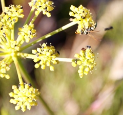 Nanobubon strictum