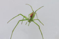 Tetragnatha viridis