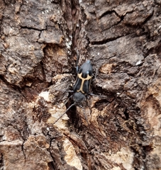 Calydon submetallicum